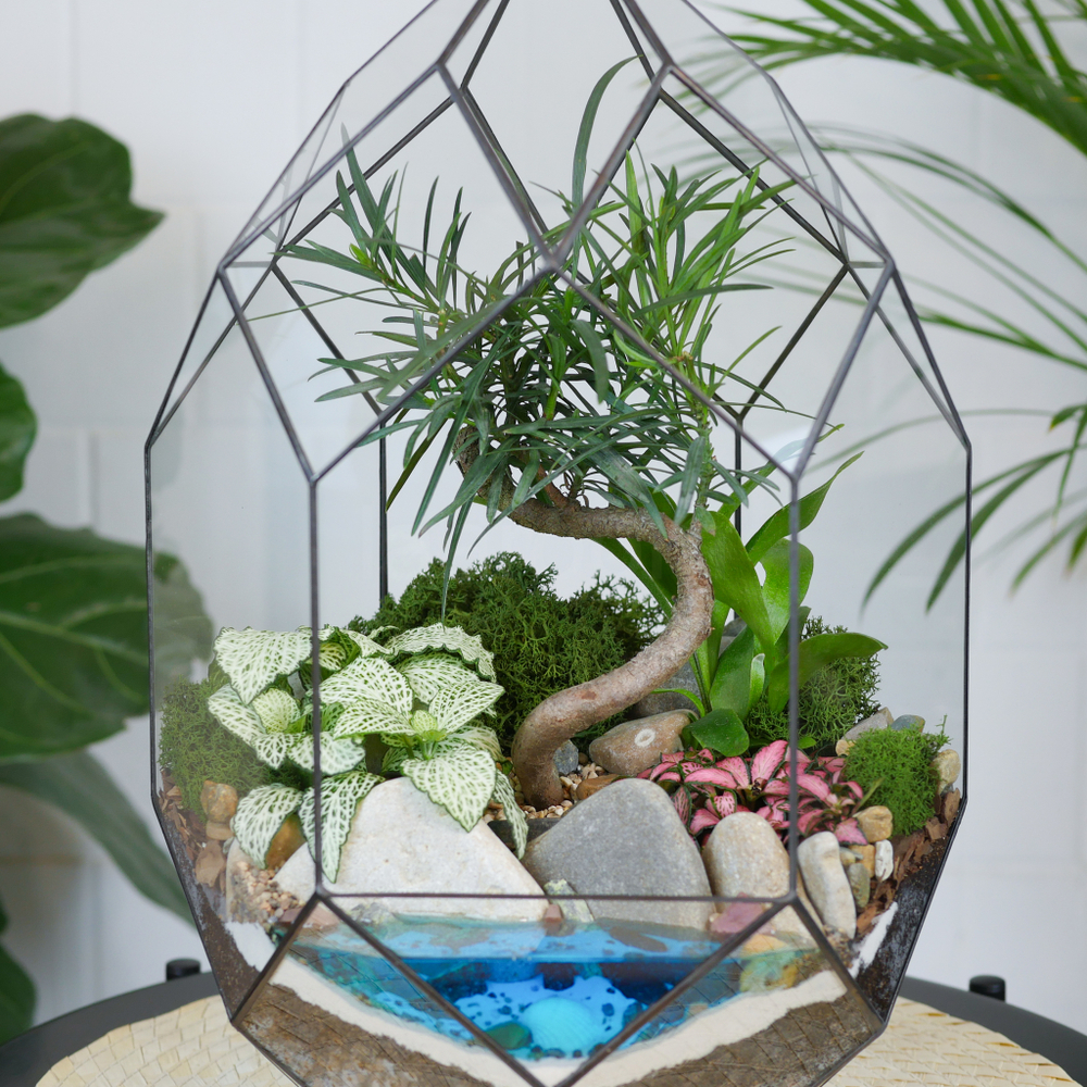 Готовый флорариум бонсай Подокарпус Цефей с озером