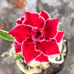 Адениум обесум 376