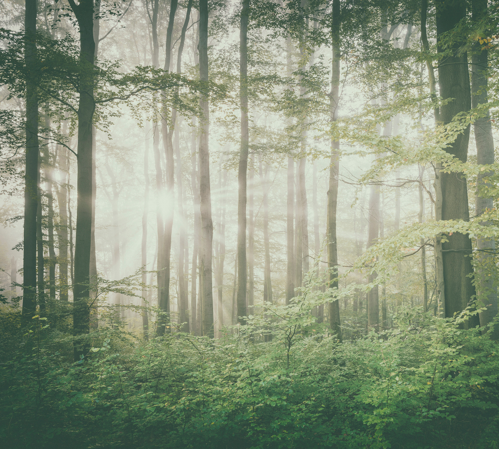 Коллекция Лес