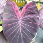 Колоказия MIRAGE