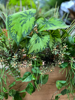 Портулак куст 30 см