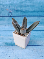 Kalanchoe Tomentosa (Каланхоэ)