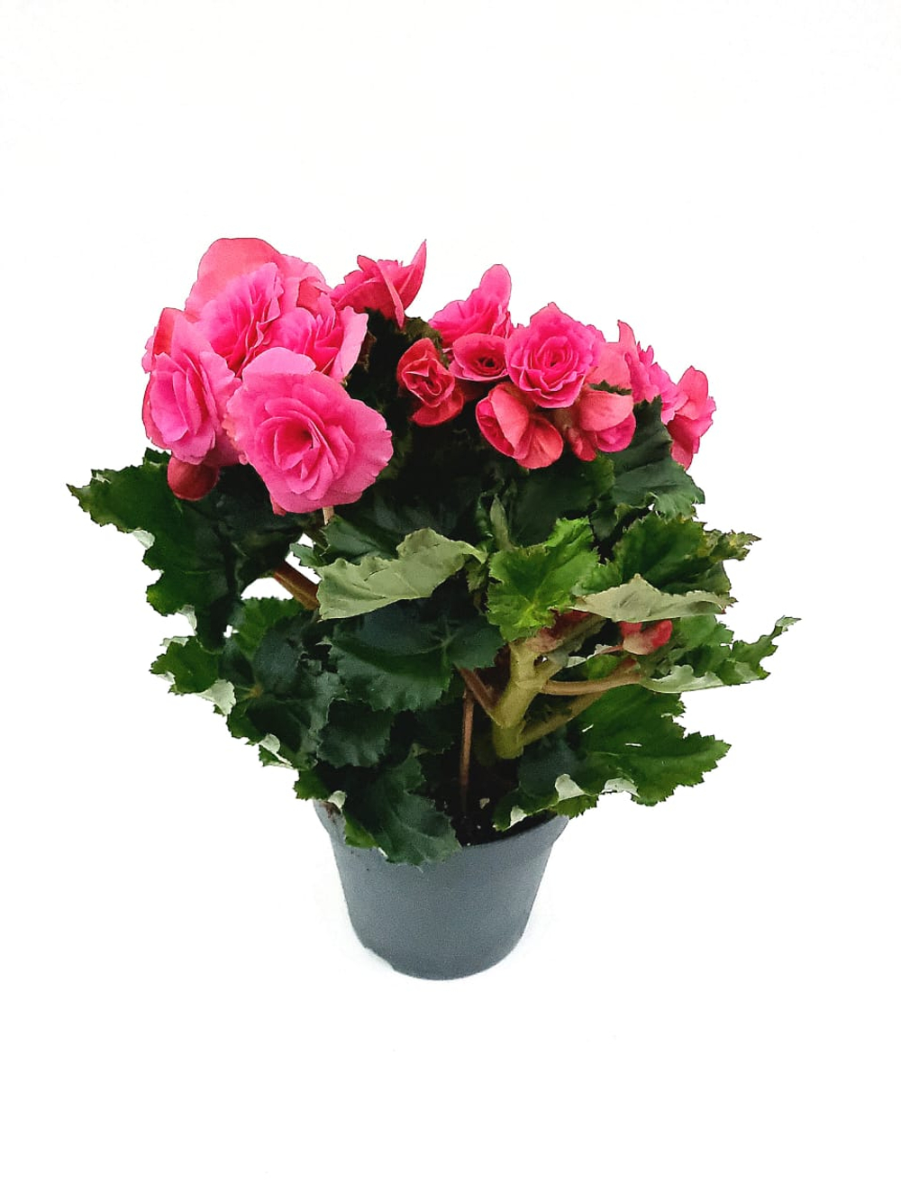 Бегония Элатиор (Бегония вечноцветущая)