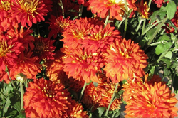 Хризантема корейская Ватра