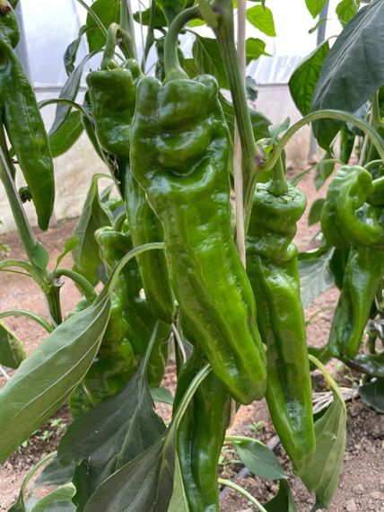 Чоколони F1 семена перца сладкого Rijk Zwaan-Райк Цваан гибрид