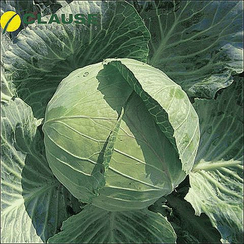 Бригадир F1 семена капусты белокочанной (Clause / Клос)