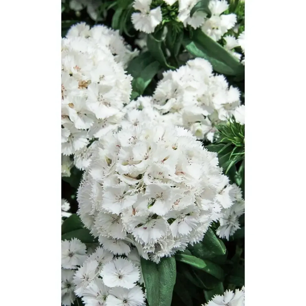 Семена Гвоздика турецкая Белая Королева (УД) Е/П