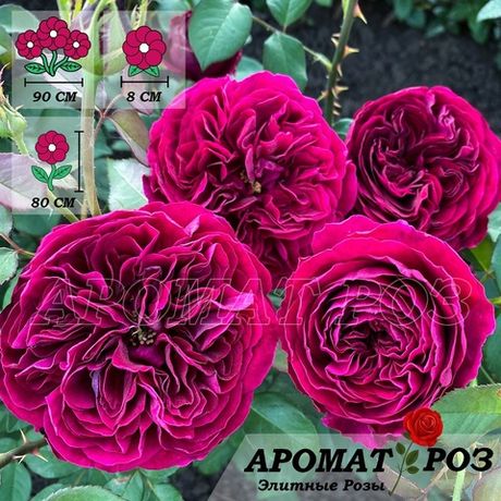 Принц (The Prince)