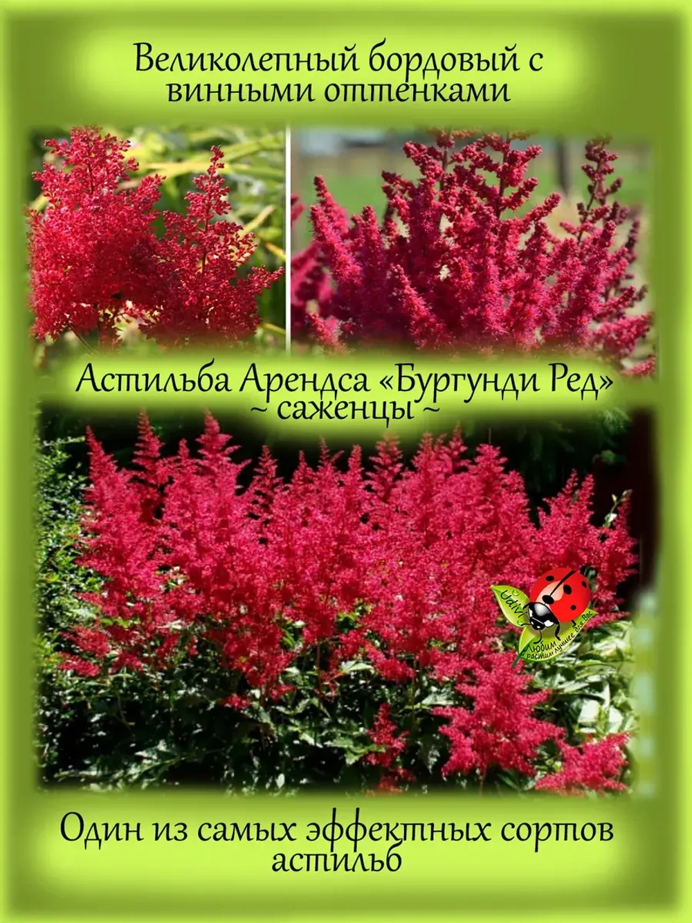 Астильба Бургунди Ред