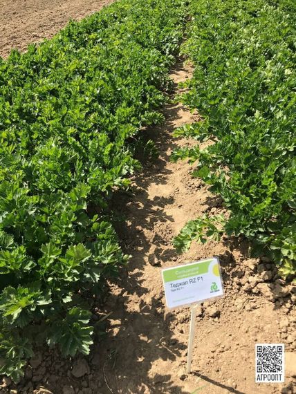 ТЕДЖАЛ F1 семена сельдерея (Rijk Zwaan | Alexagro)