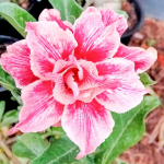 Адениум обесум LAB PRASET