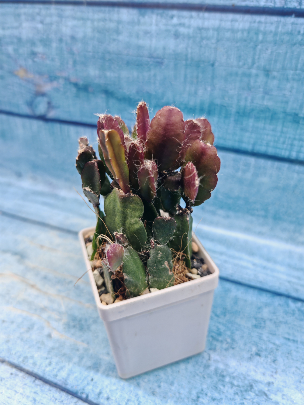 Rhipsalis Augundis (Рипсалис)