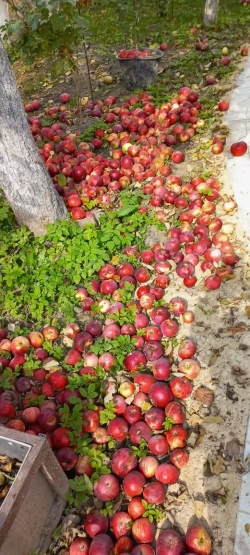 Варенье из красных яблок