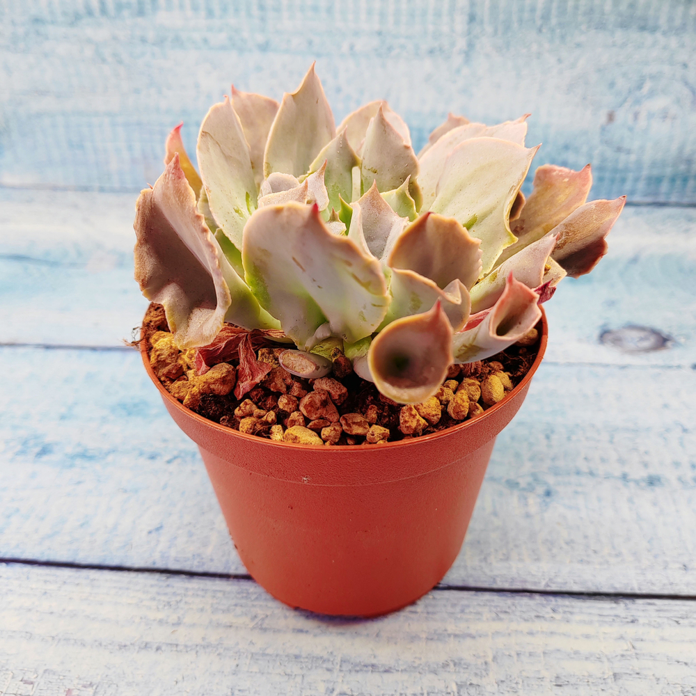 Echeveria Trumpet Pinky (Эхеверия)