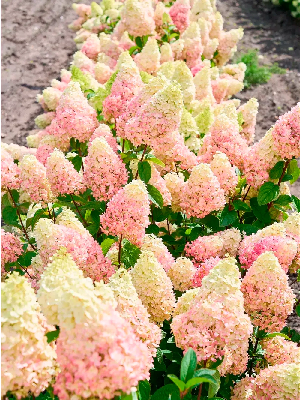 Гортензия метельчатая - Пантеон (саженец в P14)