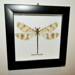 Муравьиный лев в рамке