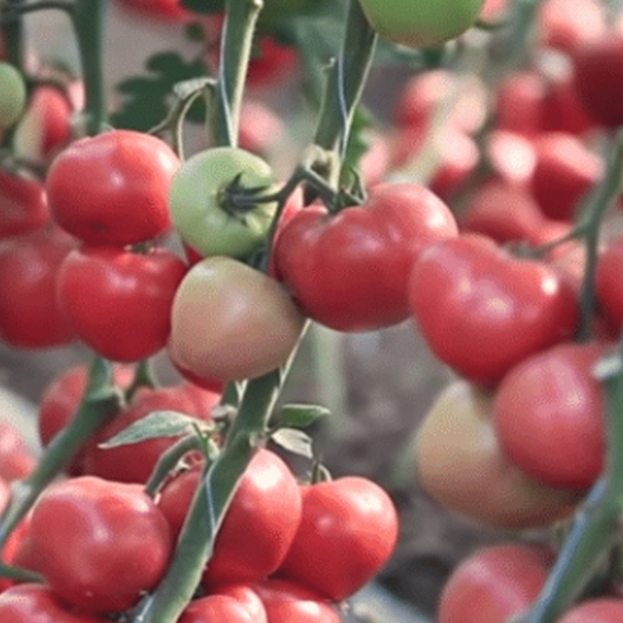 ПИНК КРИСТАЛ F1 семена томата цена – фото 5