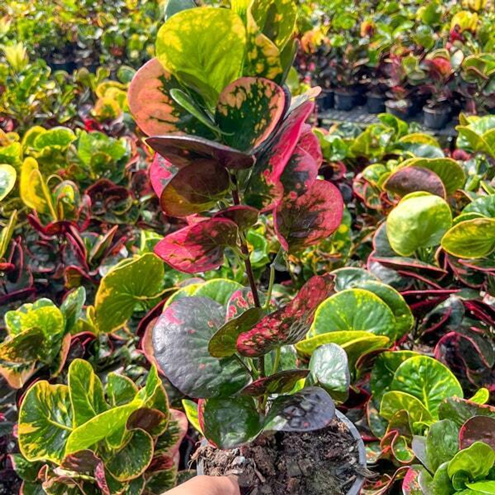 Кротон SRI SANGA