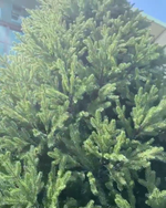 Большая елка «Финская» (Литая+пвх) 5 м