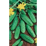 Семена Огурец Родничок F1 (УД) Е/П