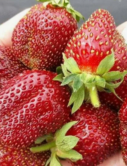 Клубника Мария рассада в контейнере 0,5л
