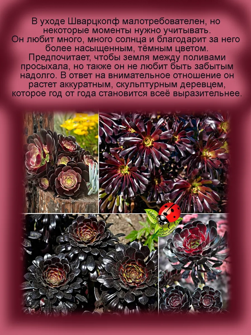 Эониум Шварцкопф чёрный