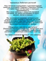 Седум Шестигранный шестирядный очиток