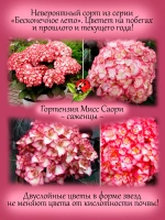 Гортензия Мисс Суори крупнолистная морозостойкая