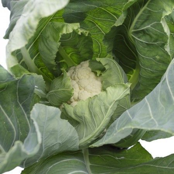 Целеритас F1 семена капусты цветной – фото 2