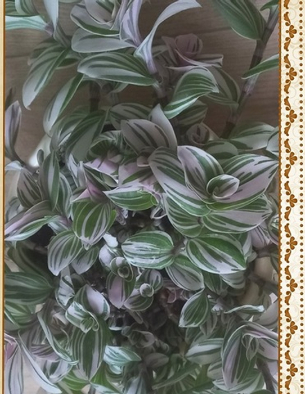 Традесканция Tradescantia albiflora Bubble Gum