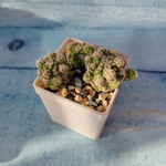 Mammillaria Vetula (Маммилярия)