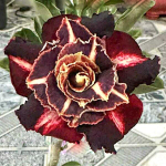 Адениум MOON BLACK