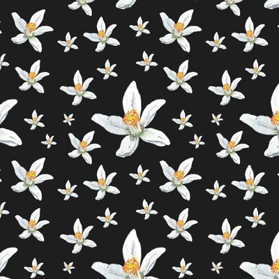 Цветы апельсина на черном акварель