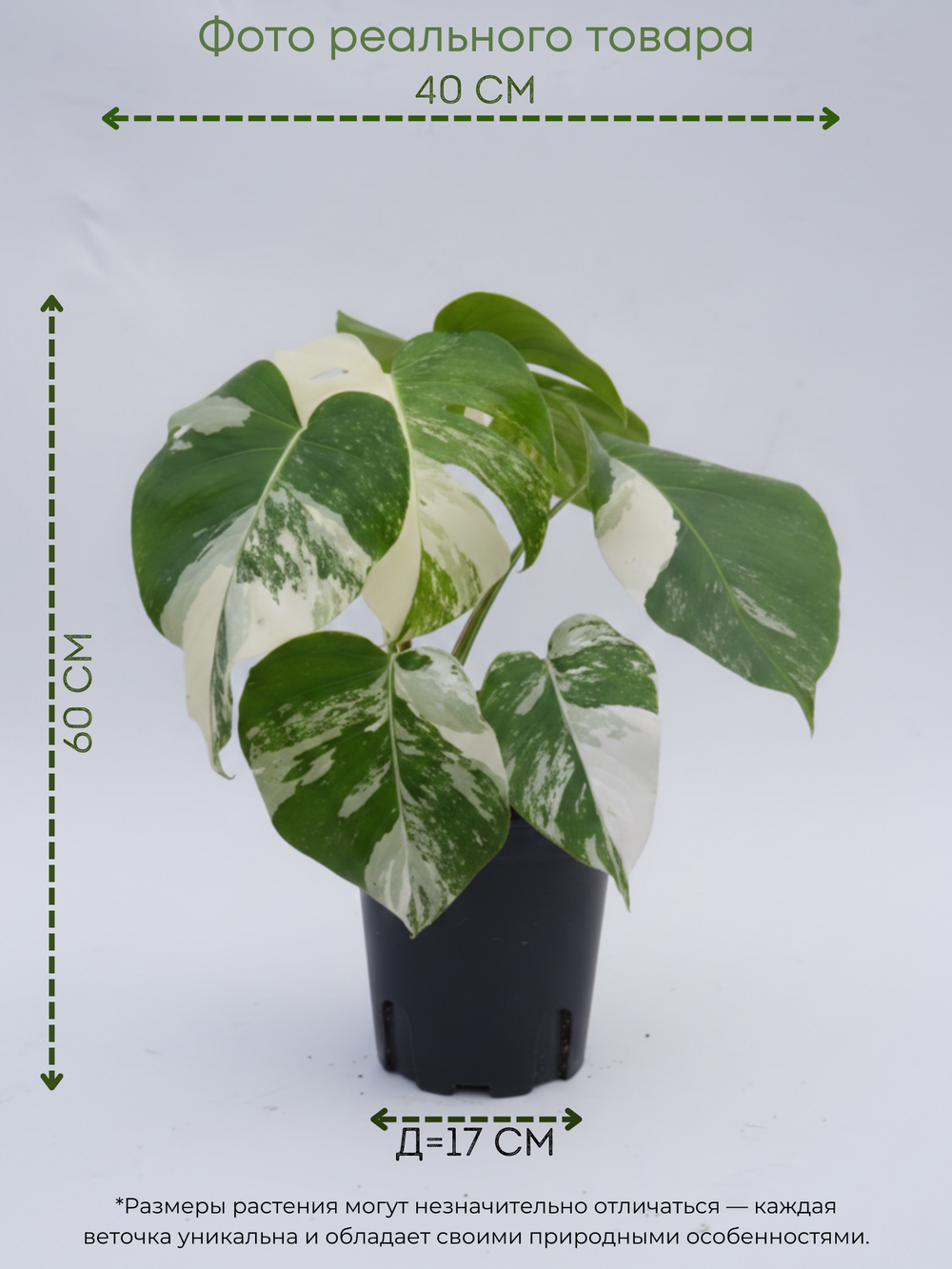 Монстера восхитительная White bac