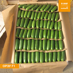 огурец Орзу F1