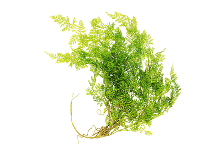 Папоротник свисающий