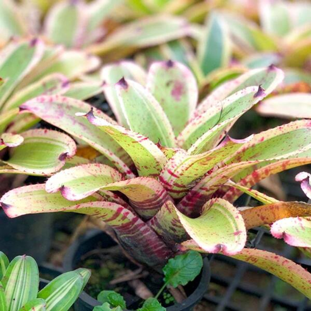 Неорегелия x FIRE ON DECK ALBO