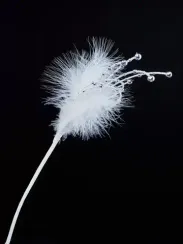 Ветвь Ледяной фейерверк из бисера, белая, 30 см., Christmas DeLuxe (88874)