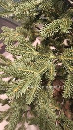 Искусственная ель на ножке «Датская» (Литая хвоя) высота от 1.2 м до 2.4 м