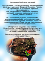Молодило красное гибридное Отелло каменная роза многолетник