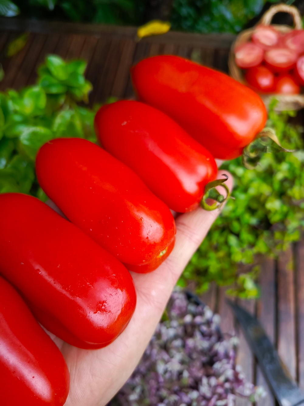 Сан Марцано (San Marzano) сорт томата
