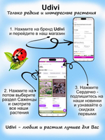 Седум Коралловый риф очиток яркий многолетник