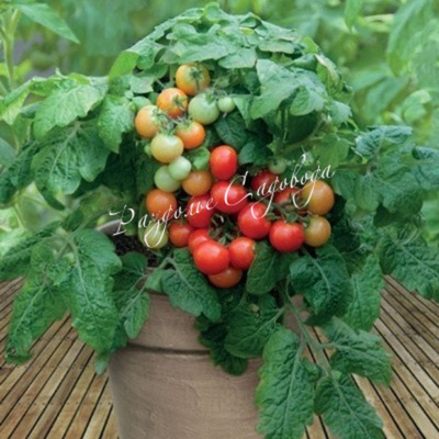 Томат детерминантный черри красный (горшок 0.8 л)