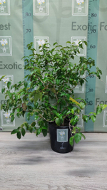 Eugenia Uniflora
