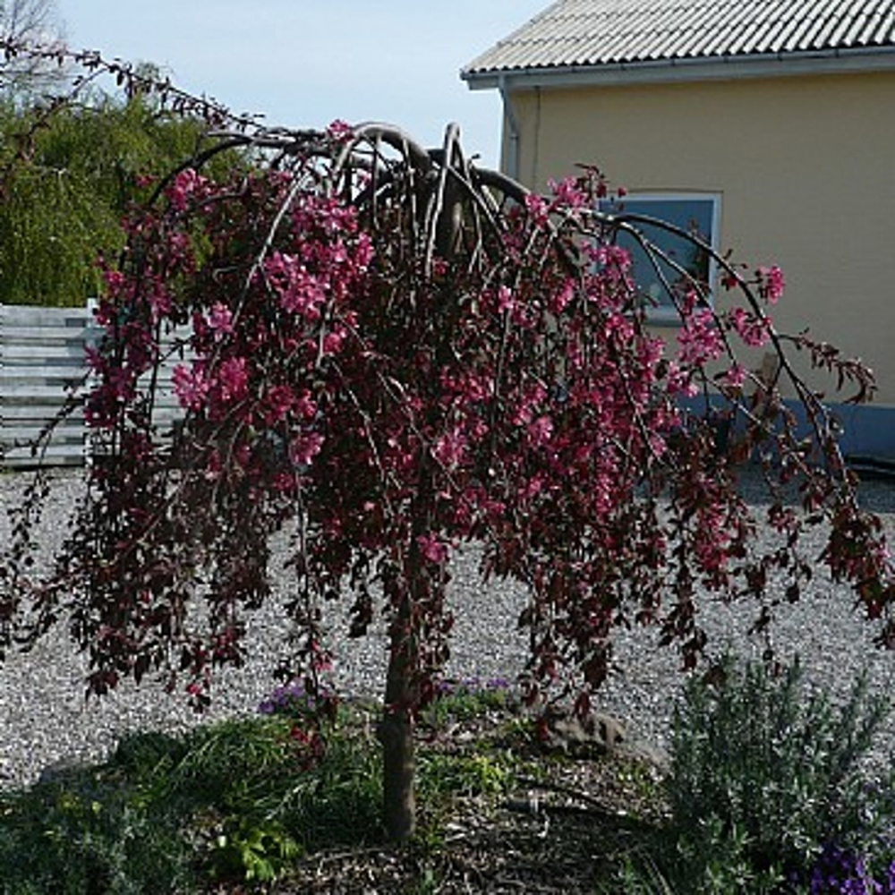 Яблоня декоративная Пурпереа Пендула f69 200-250, 8-10