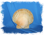 Морская ракушка Гребешок для декора