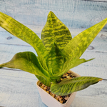 Sansevieria Hahnii (Сансевиерия)