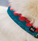 Ошейник Японское Море