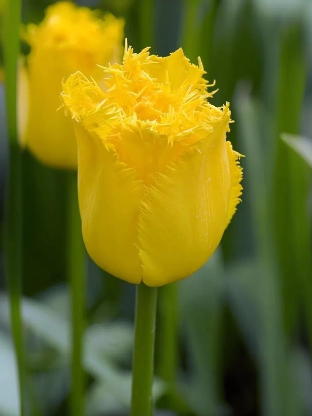 Тюльпан Бахромчатый Гамильтон