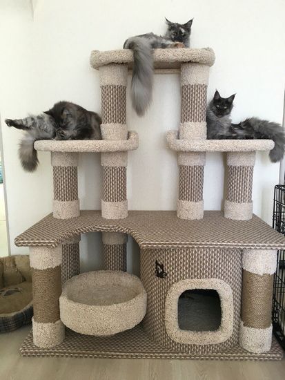 Комплекс для кошки КУН-5 (мейн-кун)